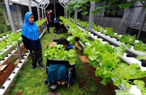 FOTO: Semangat Penyandang Difabel Panen dan Jual Sayuran Hasil Kebun Hidroponik