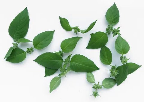 Kemangi. (foto: Pinterest/Freepik).