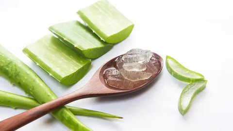 6 Manfaat Lidah Buaya untuk Rambut si Kecil (Thanatip S/Shutterstock)