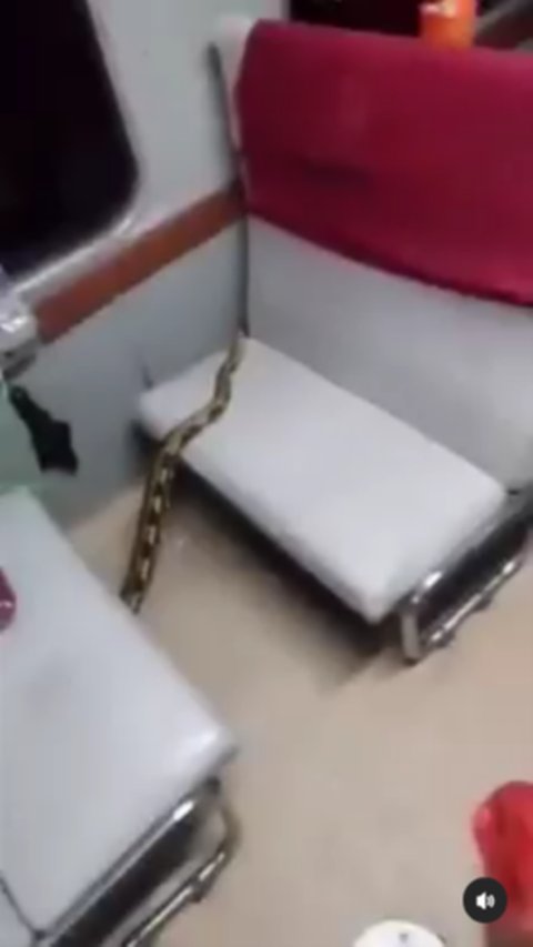 Ular Besar Bikin Satu Gerbong Kereta Api Panik & Ketakutan