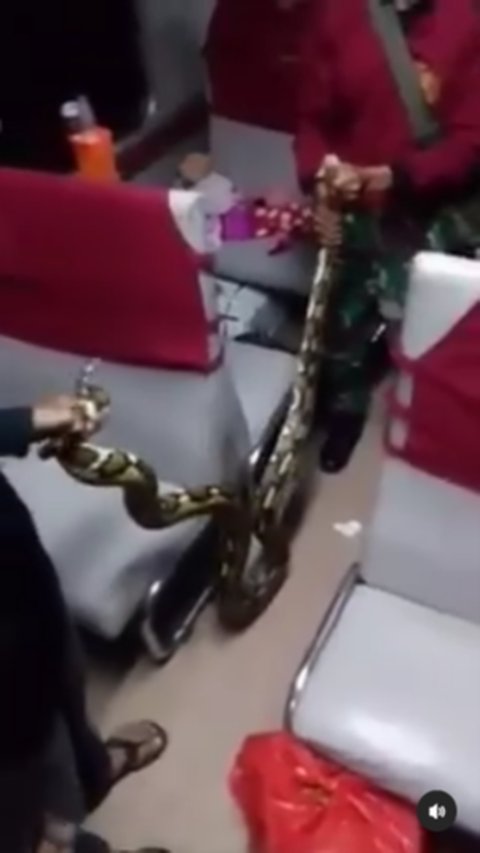 Ular Besar Bikin Satu Gerbong Kereta Api Panik & Ketakutan