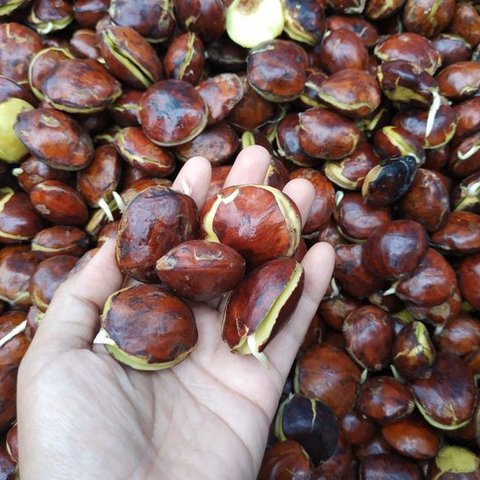 Jengkol