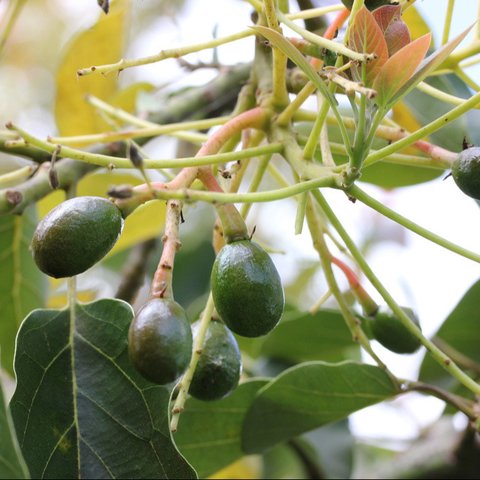 Daun Herbal Ini Ampuh Turunkan Kolesterol dan Darah Tinggi, Coba di Rumah