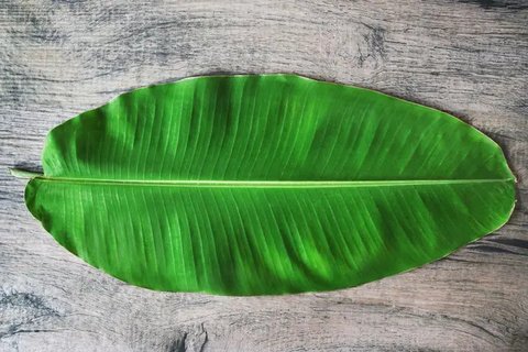 ilustrasi daun pisang/B.boonruksa/Shutterstock