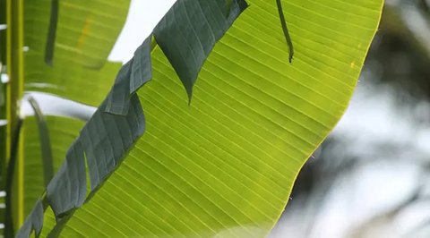 ilustrasi daun pisang/B.boonruksa/Shutterstock
