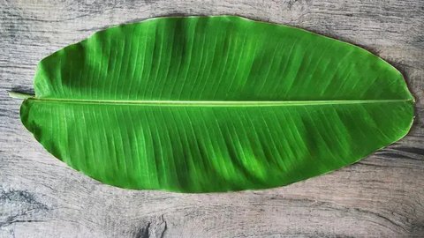 ilustrasi daun pisang/B.boonruksa/Shutterstock