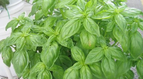 Teh herbal daun jelatang. (Sumber: pixabay)