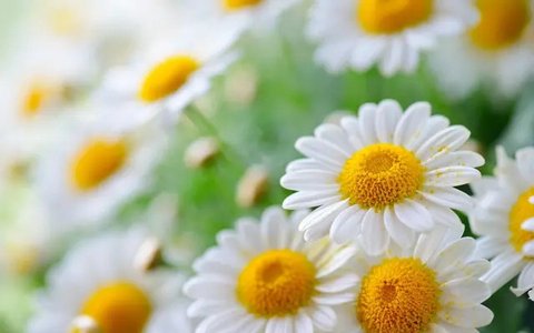 teh chamomile yang ampuh untuk mengatasi nyeri haid//copyright freepik/8photo