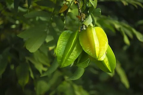 Ilustrasi pohon belimbing. (Gambar oleh Paresh Biswas dari Pixabay)