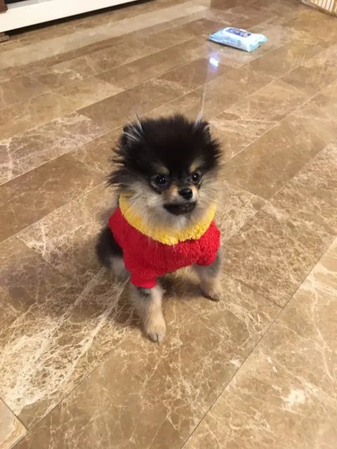Yeontan dan V BTS. (Instagram/ thv)