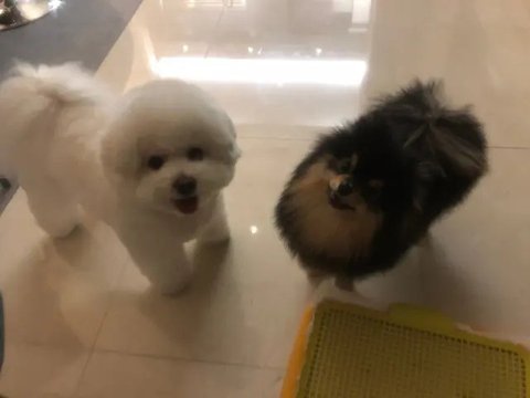 Yeontan dan V BTS. (Instagram/ thv)