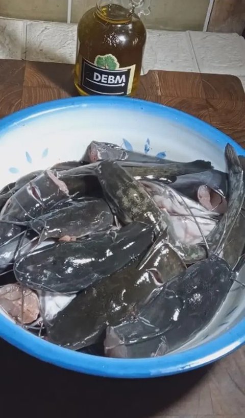 Tidak Pakai Tepung, Ini Cara Goreng Lele yang Tepat Agar Tidak Melengkung dan Tetap Gurih (Youtube/Dapur Jempol)