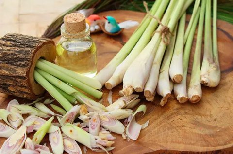 Serai Sereh (Credit: Vecteezy/topntp26)