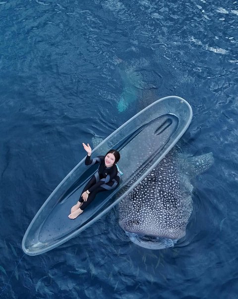 Potret Tiara Andini Berenang Bareng 2 Hiu Paus di Gorontalo