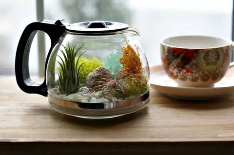 Masukkan dua sendok teh ke dalam sebuah teko yang telah berisi air panas/mendidih, kemudian diamkan beberapa menit sebelum menuangkannya ke dalam cangkir untuk dinikmati. Sumber : purewow.com