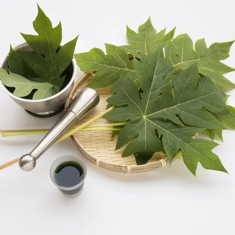 Daun pepaya di pohon sebelum dipetik. (Liputan6.com/Wikimedia Commons/Joydeep)