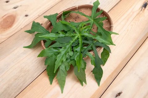 Daun pepaya di pohon sebelum dipetik. (Liputan6.com/Wikimedia Commons/Joydeep)