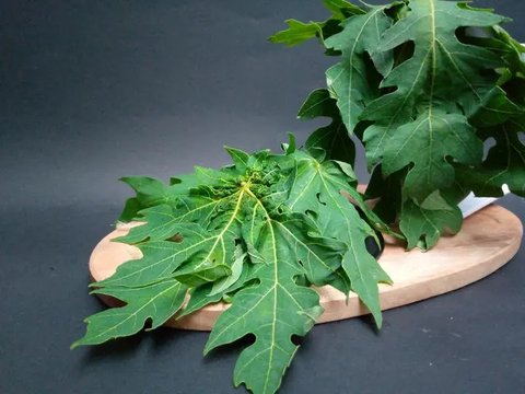 Daun pepaya di pohon sebelum dipetik. (Liputan6.com/Wikimedia Commons/Joydeep)