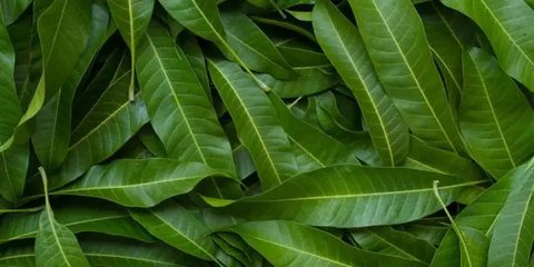 Selain sebagai penyegar napas, daun mint juga dikenal sebagai herbal yang memiliki sejumlah manfaat kesehatan
