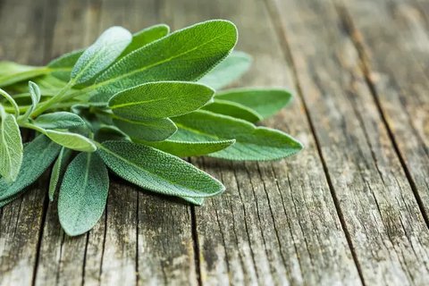 Selain sebagai penyegar napas, daun mint juga dikenal sebagai herbal yang memiliki sejumlah manfaat kesehatan