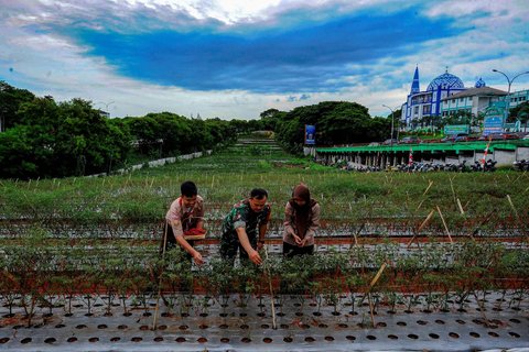 FOTO: Momen Prajurit TNI dan Pelajar Panen Cabai Merah di Lahan Tidur Pinggir Tol Depok