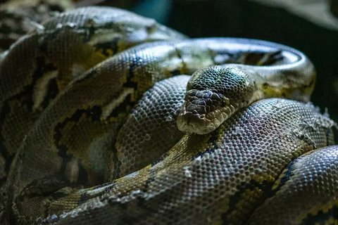 Kobra mencapai puncak siklus hidup sebagai Raja Cobra, antara 4 dan 6 tahun. (Liputan6/BBC)