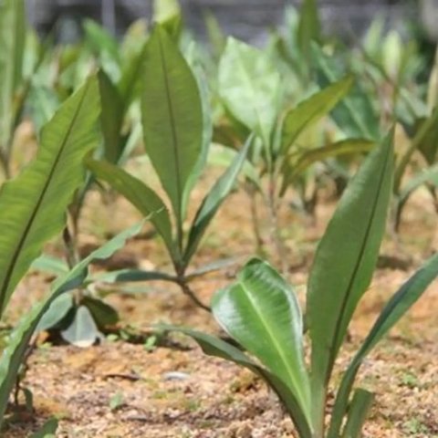 Bukan untuk Orang Hamil, Ini 7 Manfaat Rumput Fatimah untuk Kesehatan Wanita