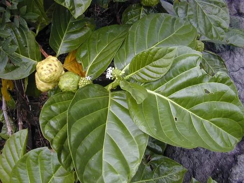 Mengkudu. (Via: sites.google.com)