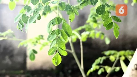 Dunia Tak Selebar Daun Kelor, Dokter Zaidul Akbar: Tapi Manfaatnya MashaAllah. Foto: Liputan6.com/Ade Nasihudin.