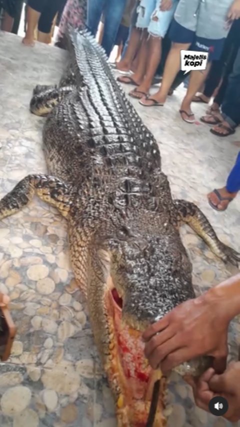 Penampakan Buaya Ganas yang Serang Ibu Rumah Tangga di Pantai Hingga Tewas