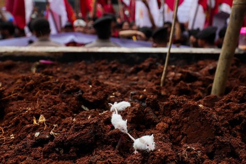 Peserta aksi juga membawa beberapa ekor tikus putih dan melepaskannya di depan markas antirasuah tersebut.