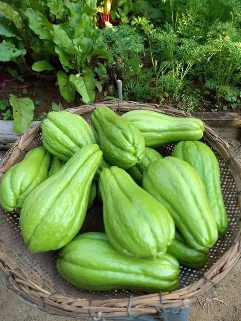 sayur labu siam (credit: Pinterest/Fitri octaviani/labu baby)