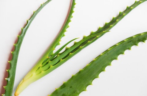 Rahasia Hilangkan Pahit Lidah Buaya dan Resep Lezat yang Bikin Nagih!