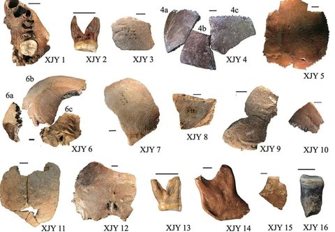 Peneliti Ungkap Manusia akan Bernasib Sama Seperti Dinosaurus: Makin Bodoh Seiring Waktu, Ini Alasannya