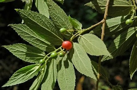 Rebusan Sirsak. (foto: Pinterest/Stylecraze).