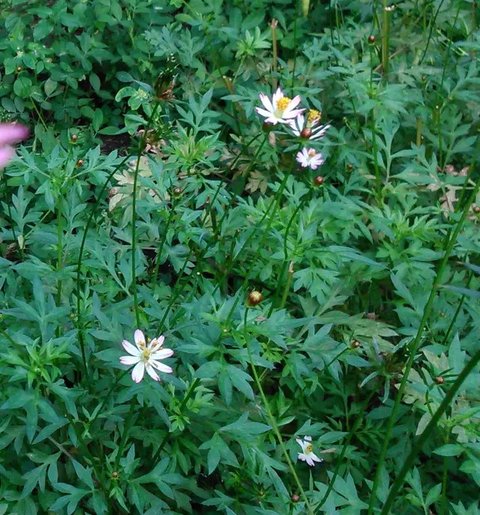 Resep praktis urap daun kenikir. (Dok: Cookpad @wenny_must)