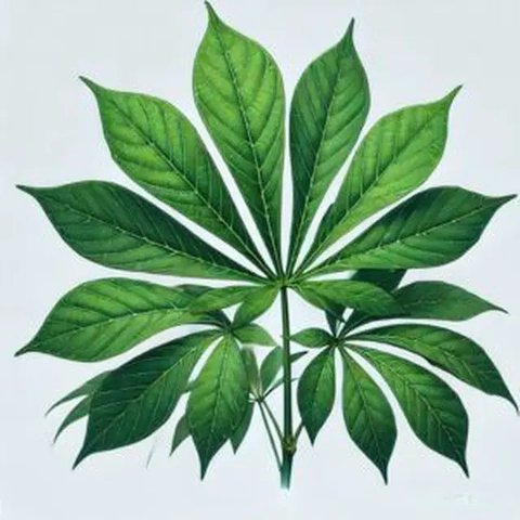 Daun Singkong by AI/ChatGPT