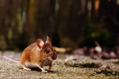 Cara Usir Tikus Paling Ampuh dengan Bahan Alami di Rumah