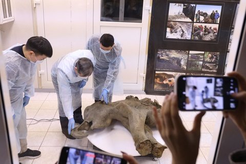 FOTO: Penampakan Bayi Mammoth Ditemukan di Bawah Lapisan Es Abadi Yakutia, Awet Meski Terkubur 50 Ribu Tahun