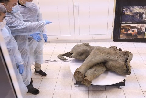 FOTO: Penampakan Bayi Mammoth Ditemukan di Bawah Lapisan Es Abadi Yakutia, Awet Meski Terkubur 50 Ribu Tahun