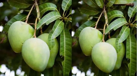 Daun Mangga. (foto: Pinterest/Etsy).