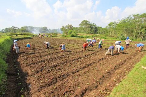 Derita Petani Tembakau Akibat Kenaikan Harga Rokok
