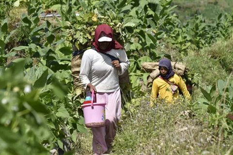 Derita Petani Tembakau Akibat Kenaikan Harga Rokok