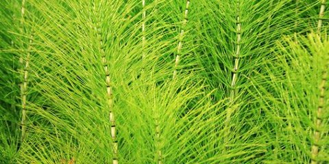 Ekor Kuda (Horsetail)