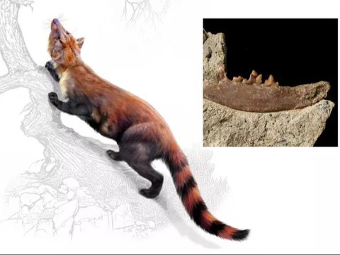 Discovery of a New Species of Carnivorous Mammal Resembling a 33 Million-Year-Old Cat