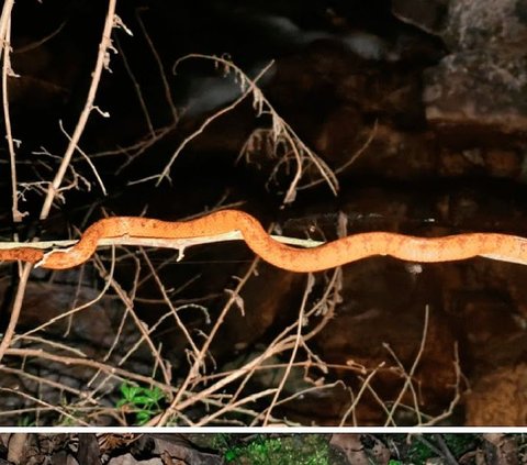 Discovery of a New Snake Species that Suddenly Appears on Trees, Scientists Immediately Investigate