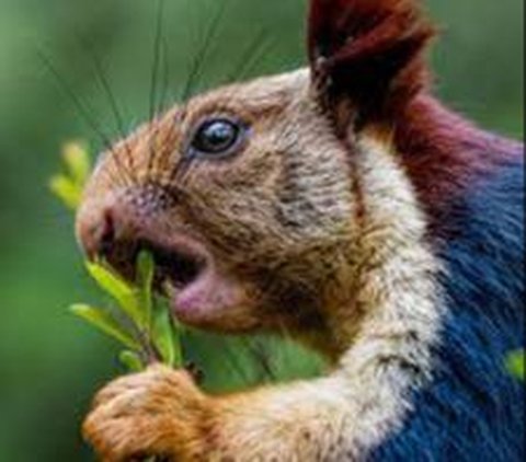 Sensational Discovery of Giant Squirrel in India with Rainbow-colored Fur