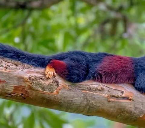 Sensational Discovery of Giant Squirrel in India with Rainbow-colored Fur