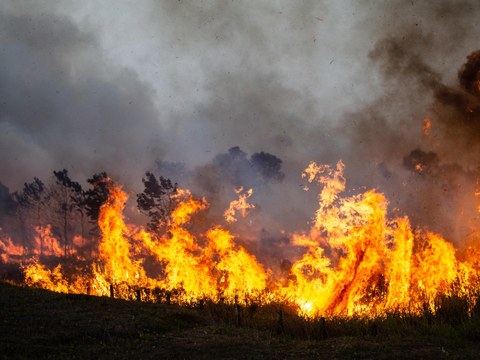 Terdakwa Kebakaran Bukit Teletubies Gunung Bromo Divonis 2,5 Tahun Penjara