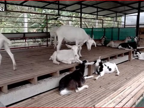 Polisi Asal Purworejo Ini Sukses Beternak Kambing Perah, Jadi Sumber Penghasilan Sampingan